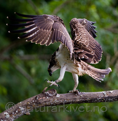 BB 12 0057 / Pandion haliaetus / Fiskeørn